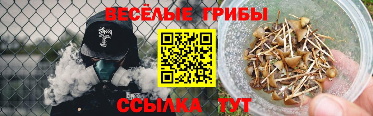 Зеленогорск  Псилоцибиновые грибы прущие грибы  Вход с VPN  Галлюциногенные грибы ЛСД 
